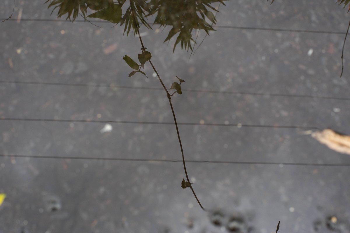 IsaoKumasaki's tweet photo. くま写真展No6939「水中」
#EOS6D #CarlZeiss #PlanarT https://t.co/jQgl9dKu8f
