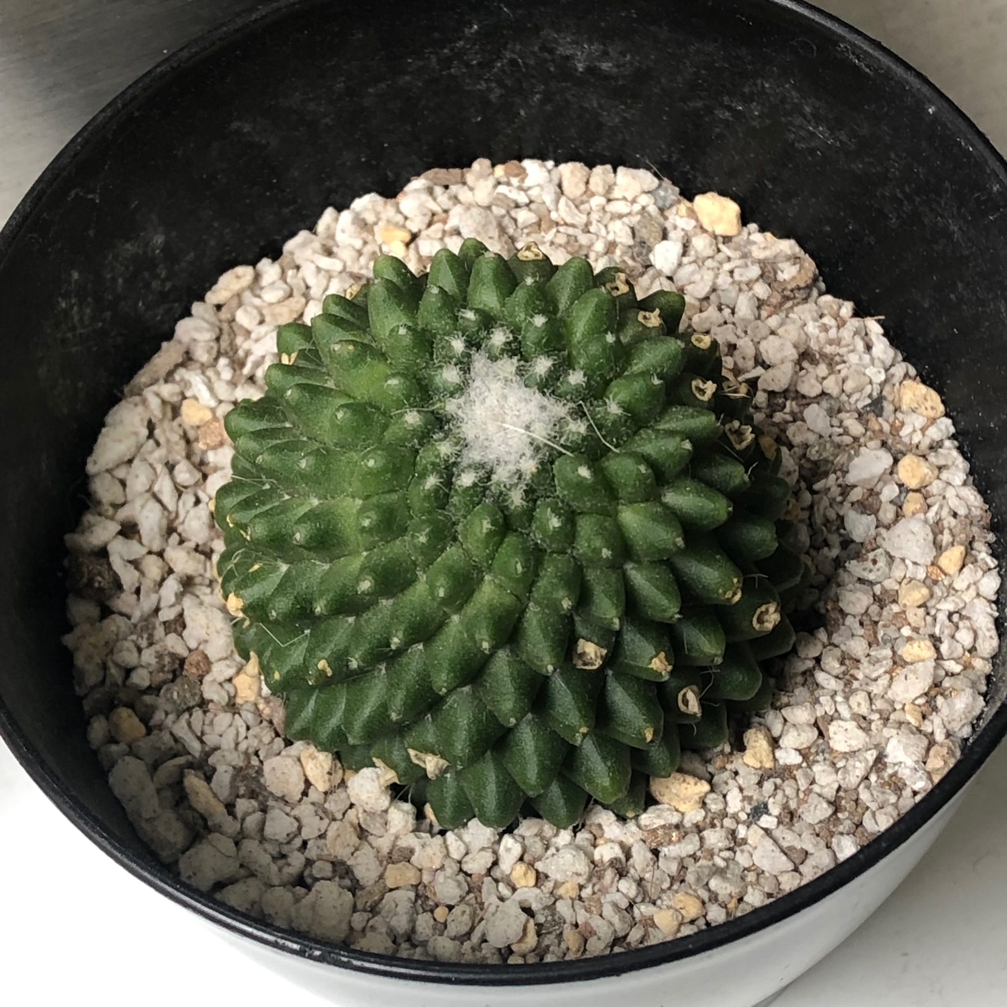 تويتر Bodies على تويتر 高円寺bodies 今日もバリバリオープンしてます 店のサボテン が水を与え過ぎてしまっていたため根腐りしてしまった 調べた通りに切って乾燥させて昨日新しい土に植え直してみた 本当にこんなやり方で復活するのだろうか せっかく تويتر Bodies على تويتر 高円寺bodies 今日もバリバリオープンしてます 店のサボテン が水を与え過ぎてしまっていたため根腐りしてしまった 調べた通りに切って乾燥させて昨日新しい土に植え直してみた 本当にこんなやり方で復活するのだろうか せっかく