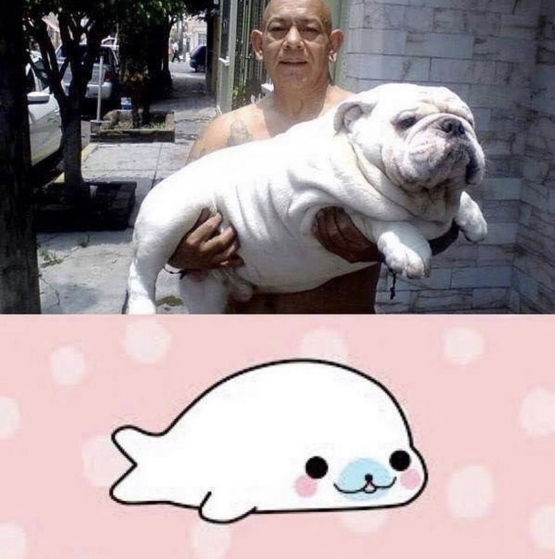PAVGOD's tweet photo. a smol puppy seal https://t.co/LA0pOLgYMP