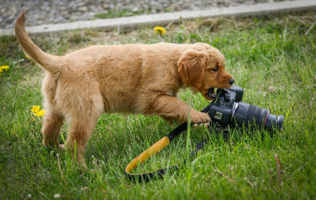 We'll have to nip that in the butt! Daisy our new addition to the family thinks my camera might be a good chew toy...not!
.
.
.
.
.
.
#goldenretriever #petsofinstagram #instagood #pet #dogs #goldens #goldenretrieverdog #goldenretrieverlife #retriever #go… instagr.am/p/Cfk1BVhLeOF/