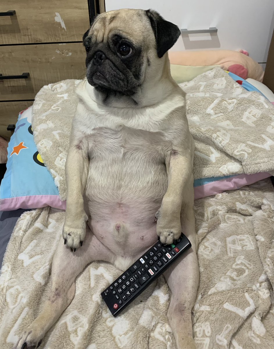 テレビに集中しすぎて飼い主を無視 動物番組を見入るワンコがまるでどこかの おじさん おたくま経済新聞