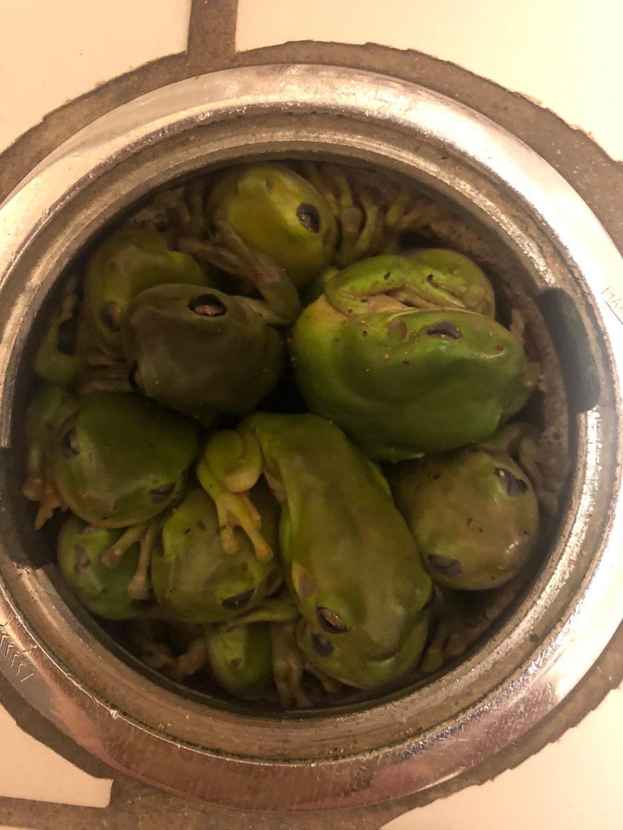 Supposedly it’s been a bit ‘chilly’ in Townsville! My cousin shared this pix of green tree frogs huddling together in a drain at her home… she got a pleasant surprise when she lifted the grate and found them… I think there’s 11? #seeaustraliafirst @ashpillhofer @P_Thompson88