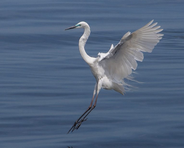 Egret of the Day