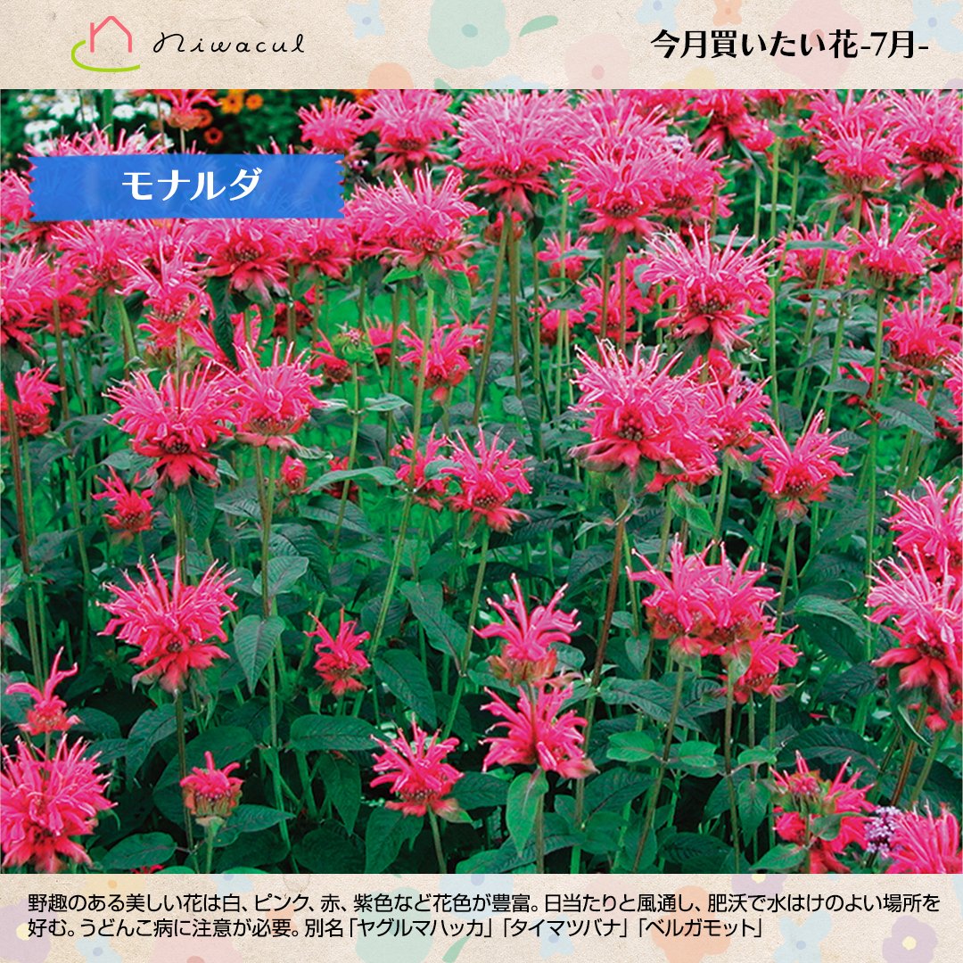 Niwacul ニワカル 北海道のガーデニング カルチャーwebマガジン 本日ご紹介する 7 月に買いたいお花は モナルダ 科 シソ科 分類 宿根草又は多年草 高さ 50 100cm 日照条件 日なた 半日陰 水やり 表土が乾いたら与える 花好き Tlを花で