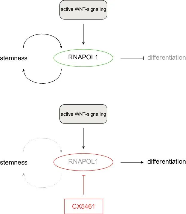Molecular Oncology (@moloncology) on Twitter photo 🚫RNA polymerase I inhibition induces terminal differentiation, growth arrest, and vulnerability to senolytics in colorectal cancer cells
🔗buff.ly/3nzrEoK
🥼<a href="/WiegeringLab/">WiegeringLab</a> <a href="/DiefenbacherL/">@diefenbacherlab.bsky.social</a>
<a href="/DenkSarah/">Sarah Denk</a> <a href="/_WolfLab/">Wolf Lab for Tumor Biochemistry</a> <a href="/MYCGyvers/">Eilers Lab</a>
<a href="/Uni_WUE/">Universität Würzburg #UniWürzburg</a>
#RNAPolymerase #CRCSM #Senolytics 🚫RNA polymerase I inhibition induces terminal differentiation, growth arrest, and vulnerability to senolytics in colorectal cancer cells
🔗buff.ly/3nzrEoK
🥼<a href="/WiegeringLab/">WiegeringLab</a> <a href="/DiefenbacherL/">@diefenbacherlab.bsky.social</a>
<a href="/DenkSarah/">Sarah Denk</a> <a href="/_WolfLab/">Wolf Lab for Tumor Biochemistry</a> <a href="/MYCGyvers/">Eilers Lab</a>
<a href="/Uni_WUE/">Universität Würzburg #UniWürzburg</a>
#RNAPolymerase #CRCSM #Senolytics