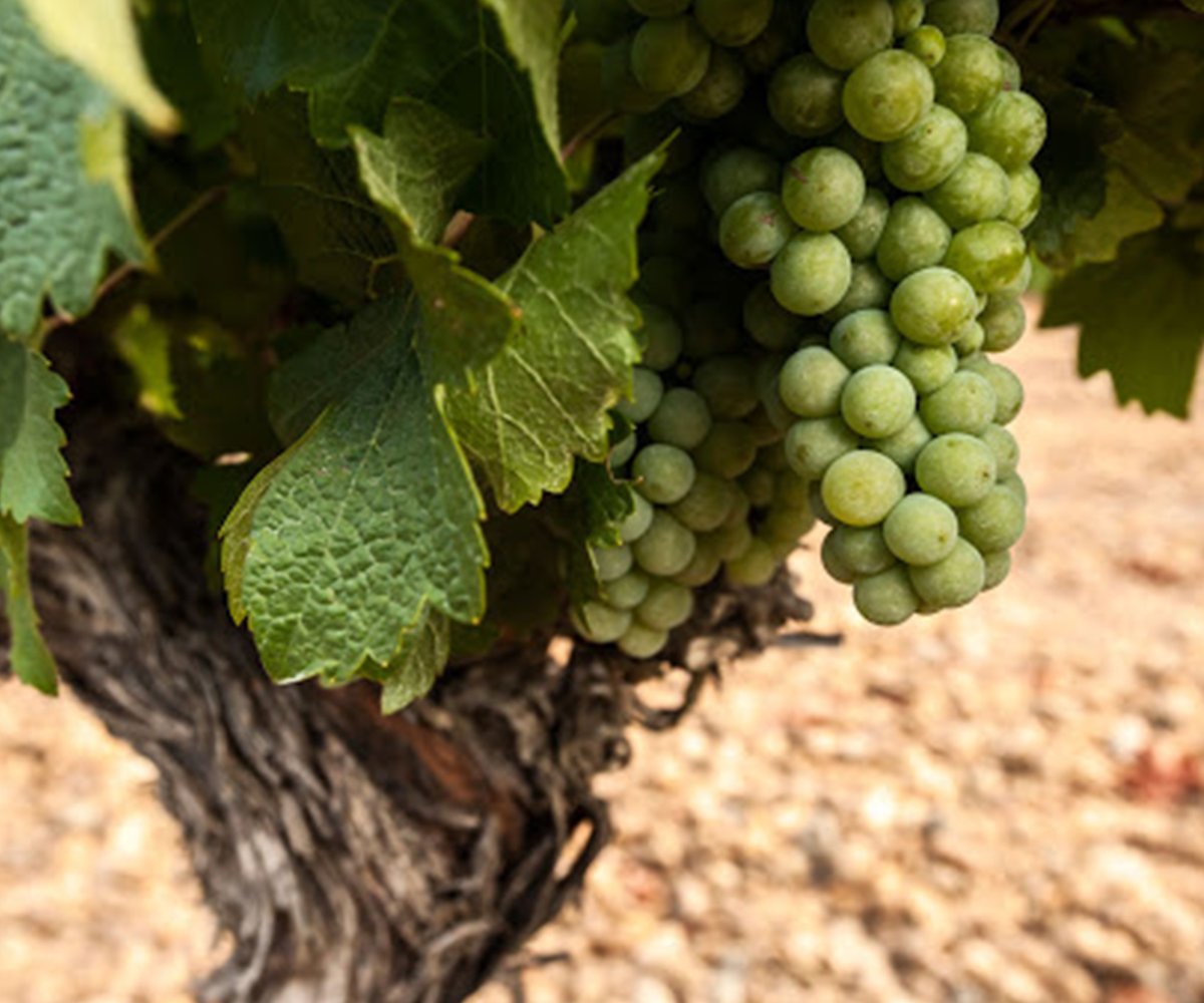compravino_es's tweet photo. Estos días de calor nos apetece un vino de Verdejo a casi todos, pero ¿Qué sabes sobre este tipo de vinos?

https://t.co/OVYvoRT0h5

#Verdejo #Rueda #VinosVerdejo #Vinos #Compravino https://t.co/RhzUL9PfS6