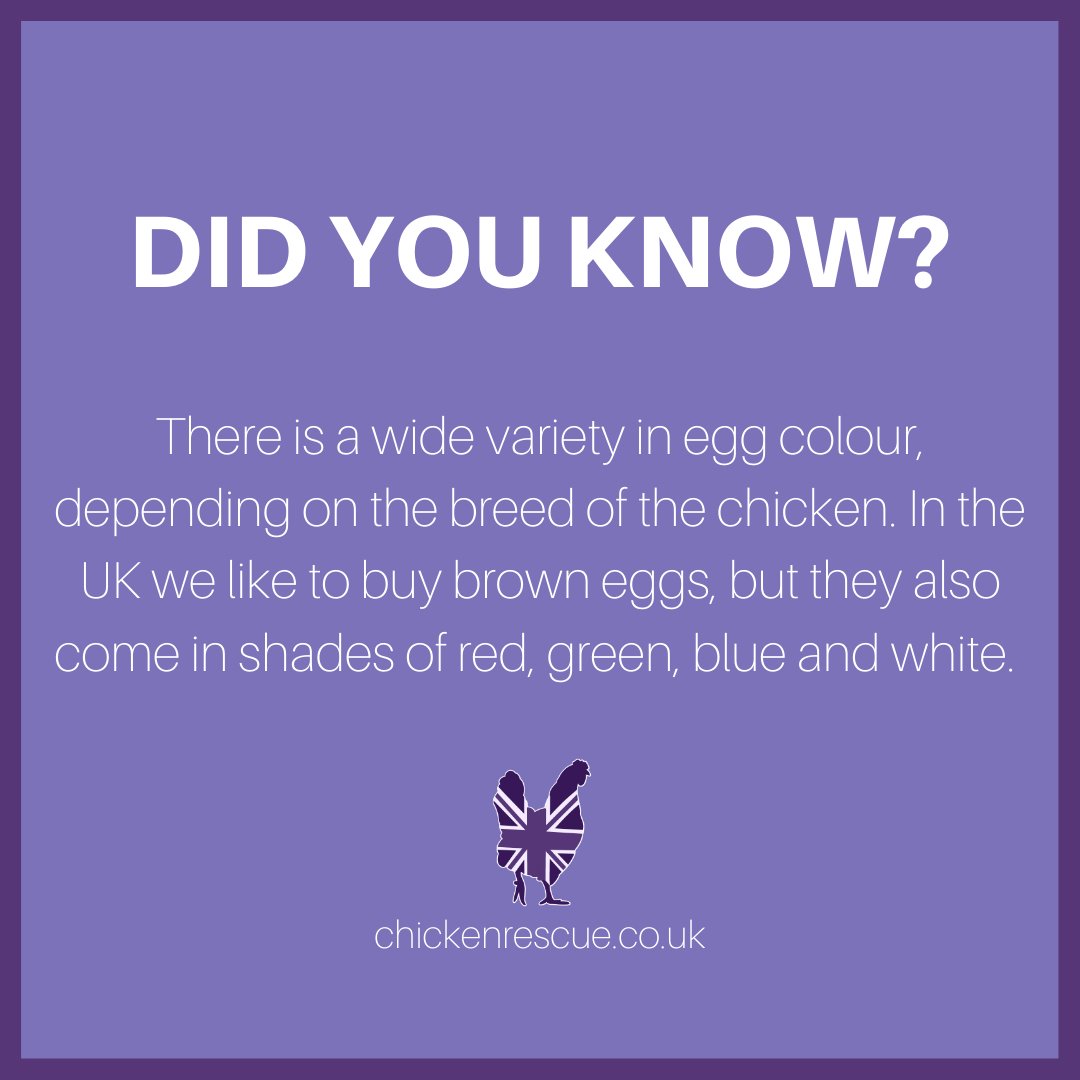 Did you know that there is a wide variety in egg colour? In the UK we prefer brown eggs but depending on the breed of the chicken eggs can also come in shades of red, green, blue and white! #chickenrescueuk #chickenrescue #rehomingchickens #rescuechickens