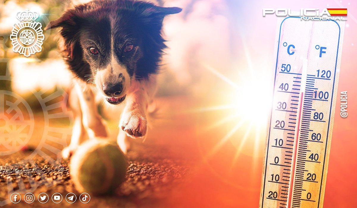 policia's tweet photo. En días de mucho #calor  🔥🥵 antes de sacar a tu #perro 🐶🐾 a la calle haz la prueba de la mano ✋

Pon la palma de la mano pegada al suelo, si no aguantas más de 5 o 10 segundos, él tampoco 🐩🐕  

We💙Animals

#SomosTuPolicía https://t.co/I1DMs5HFLc