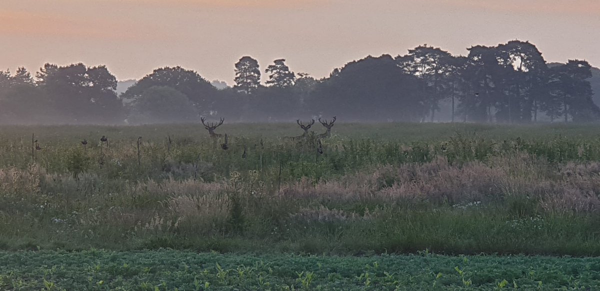 Reason number 101 why it is great getting up on a summers morning. Taken by one of our team getting the cows in for morning milking 👌