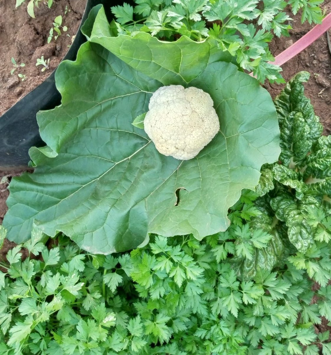 CSHEPKENYA's tweet image. Real food. Real fresh
Have a productive week.
.
#organicfarming #organicfood #organicfarmersmarket #organicshops #organicfarmers