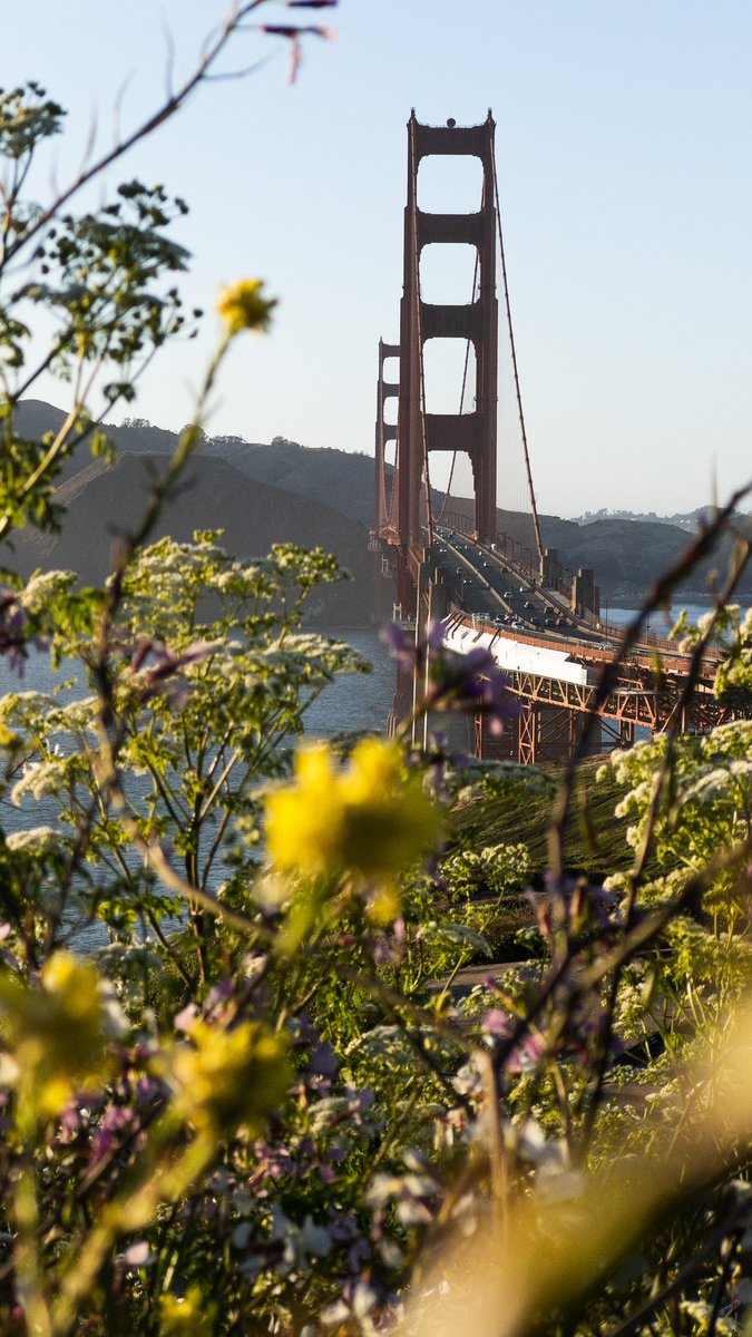 leinadpv's tweet photo. Golden Place #whplookup #myfeatureshoot #streets_vision #challengestreets  #streettogether #incredible_shot #sanfrancisco #sanfransiscoworld #stayandwonder #wildbayarea #onlyinsf #cityscape https://t.co/ze1obYBhCf