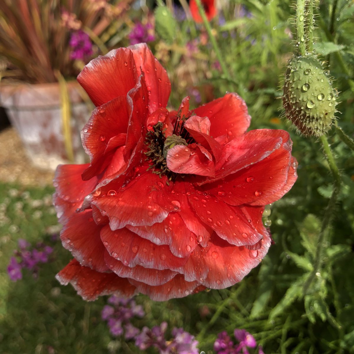 Poppy ‘Red Pom Poms’ in my annual display in the Trials Garden at Wisley ⁦@The_RHS⁩ ⁦@RHSWisley⁩ #gardens #flowers #plants