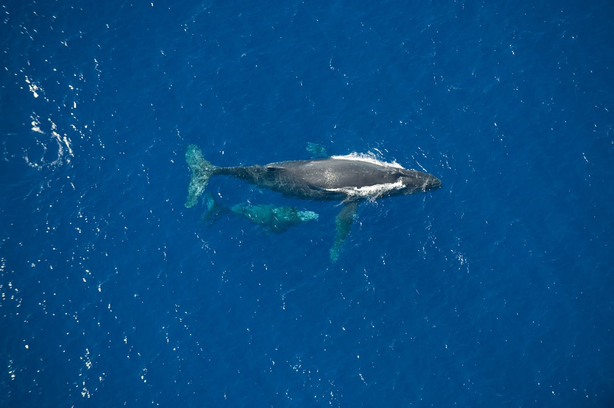 ReunionTourisme's tweet photo. 🐋Les baleines de La Réunion sont les reines des océans. L’île de La Réunion est l’un des plus beaux lieux au monde pour découvrir la féerie sous-marine de ces géants de mers.

📸Serge Gélabert 

#reuniontourisme #ileintense #lareunion #gotoreunion https://t.co/n2GbOmoaQ3