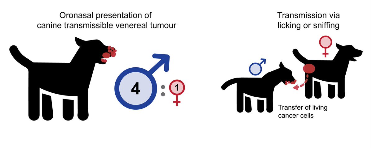 TCG, Cambridge (@tcgcambridge) on Twitter photo New Transmissible Cancer Group paper published in <a href="/Vet_Record/">Vet Record</a>! Male dogs are four times more likely to develop the rare oronasal form of CTVT than females, due to behaviour and tumour accessibility differences between the sexes. <a href="/CamVetSchool/">Cambridge Vet School</a> doi.org/10.1002/vetr.1… New Transmissible Cancer Group paper published in <a href="/Vet_Record/">Vet Record</a>! Male dogs are four times more likely to develop the rare oronasal form of CTVT than females, due to behaviour and tumour accessibility differences between the sexes. <a href="/CamVetSchool/">Cambridge Vet School</a> doi.org/10.1002/vetr.1…