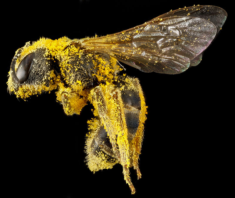 NematologyE's tweet photo. #Halictus ligatus is a species of sweat #bee, among the #species that mine or burrow into the ground to create their nests. https://t.co/2YM5HDeJdD