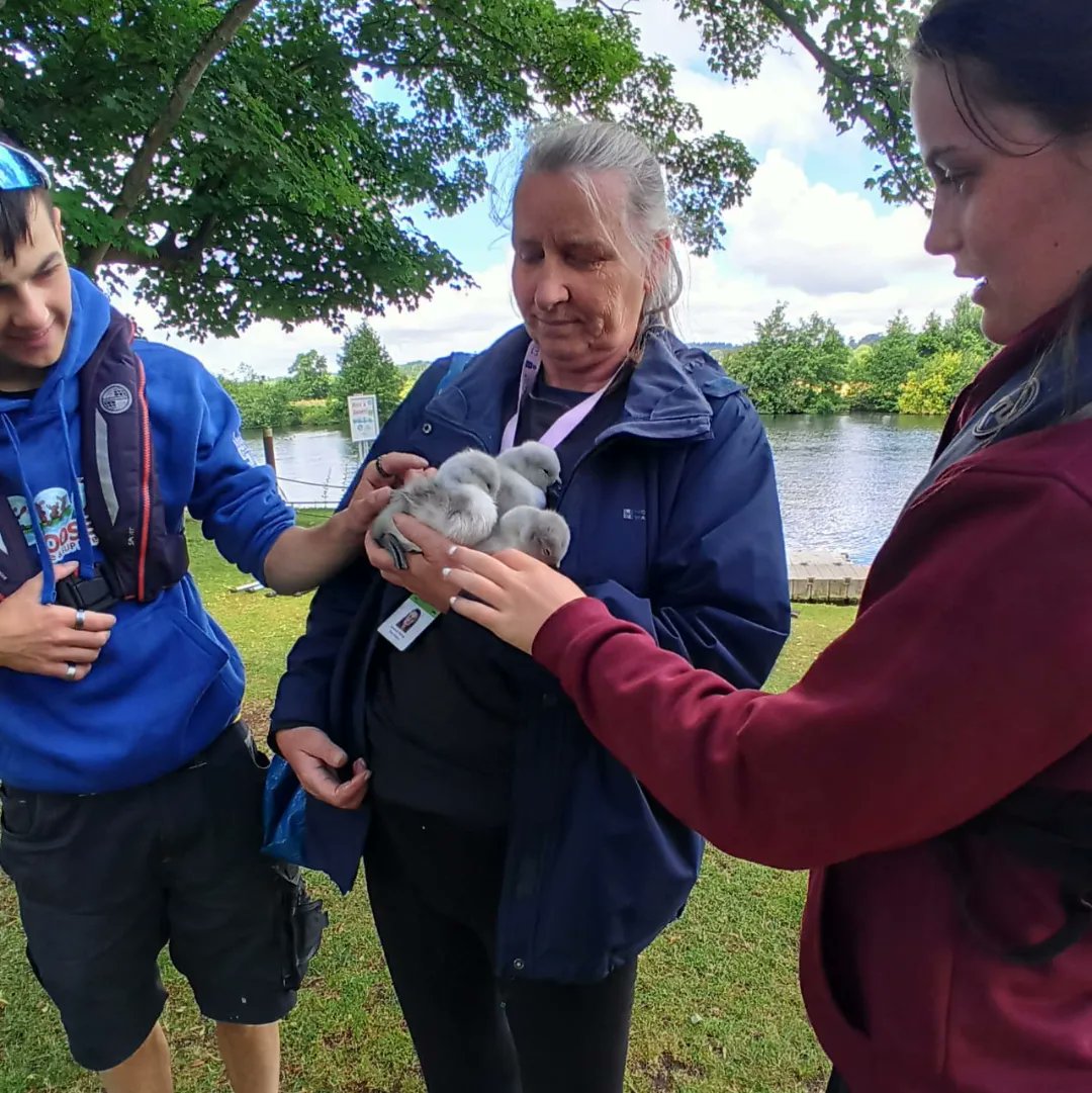 These 3 very young signets were spotted today by Boat Rental Thames' owner, Guy, without either parent nearby. 

Aware they would not survive, he called <a href="/swan_support/">SwanSupport</a> who made their way to us within 30 minutes and have rescued and will make sure they are ok🤍🙌 #swansupport