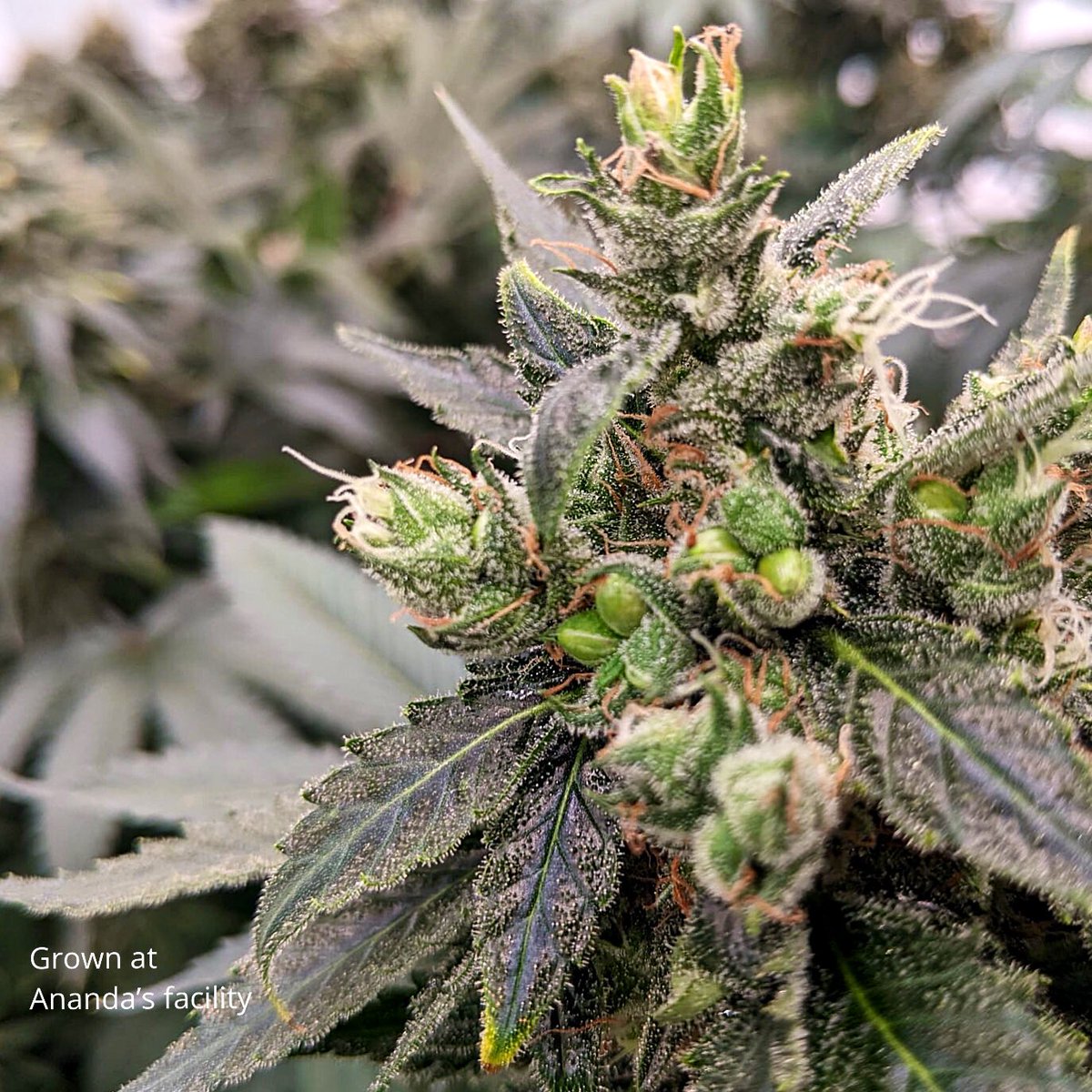 AnandaPharma's tweet photo. On-site today! Seeds on seeds on seeds, all grown in-house. 🧬
#futurethings #cultivate #UK #medicalcannabis #highquality #consistent #research #anandadevelopments https://t.co/ZXDiBpr2l3