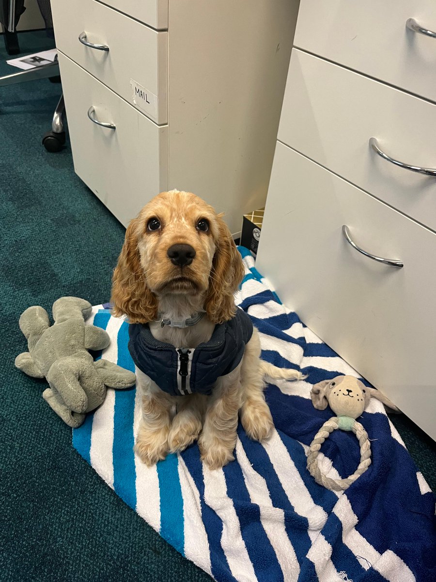 Mondays mean working like a dog just trying to help people find their dream careers!

We love what we do and we love office dog Arlo, who wouldn't? 🐶

#lifeatstellar #StellarRecruitment #RecruitmentAUS #RecruitmentNZ #bringyourdogtoworkday