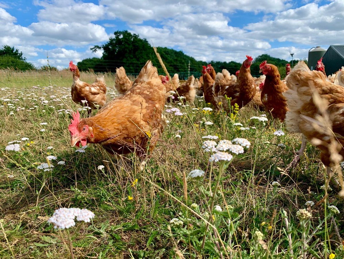 cavickhousefarm's tweet photo. Suns out, girls out ⛅️
#freerangechicken #freerangeeggs #freerange #freerangehens #chickens #freetoroam #cavickhousefarm #norfolkfarmer #farminguk #farmlife #farmshop #producedinnorfolk #july #happyhens #sunshine #wildflowers #eggseggseggs #eggvendingmachine https://t.co/7PlMGcJOzY