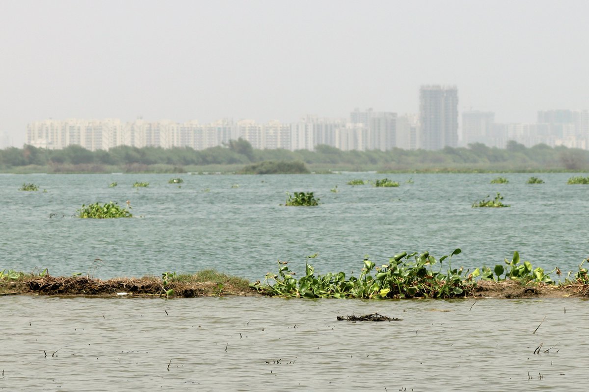 #Najafgarh Jheel, one of the largest #wetlands in Delhi-NCR, is under threat of encroachment. The wetland acts as a flood buffer and maintains hydrological functions.
Let’s not lose yet another wetland to geopolitics.
#wetlandsconservation #actforwetlands