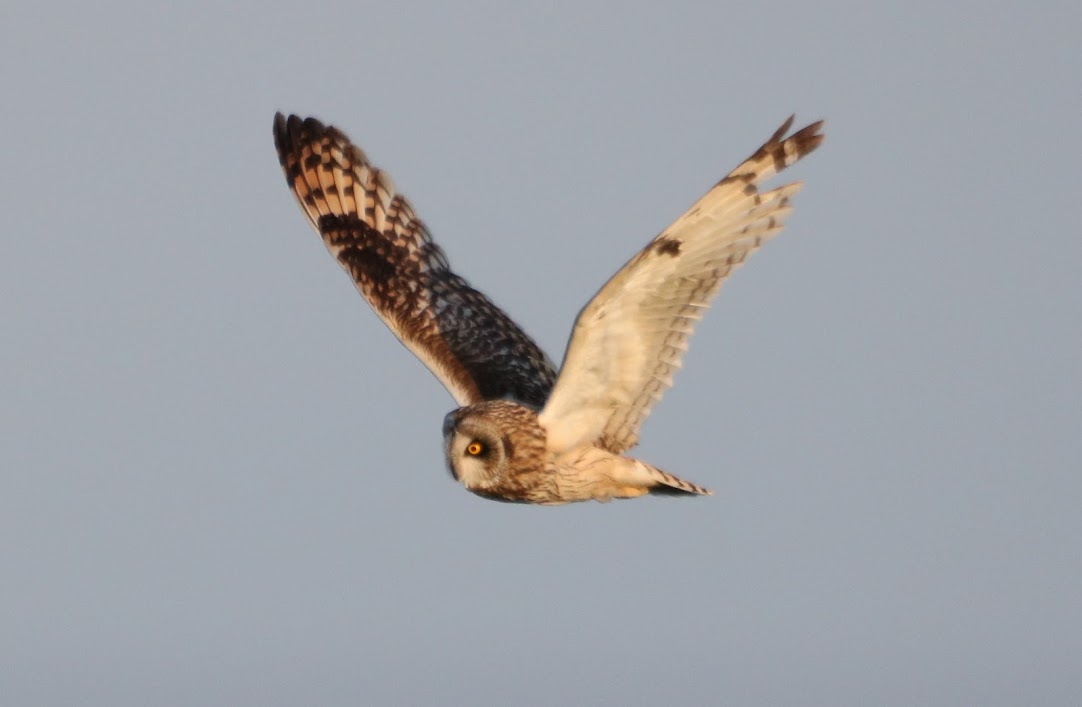 Short eared owl on the hunt
#photography 
#TwitterNaturePhotography #TwitterNatureCommunity #nikonphotography #sigma #Owl