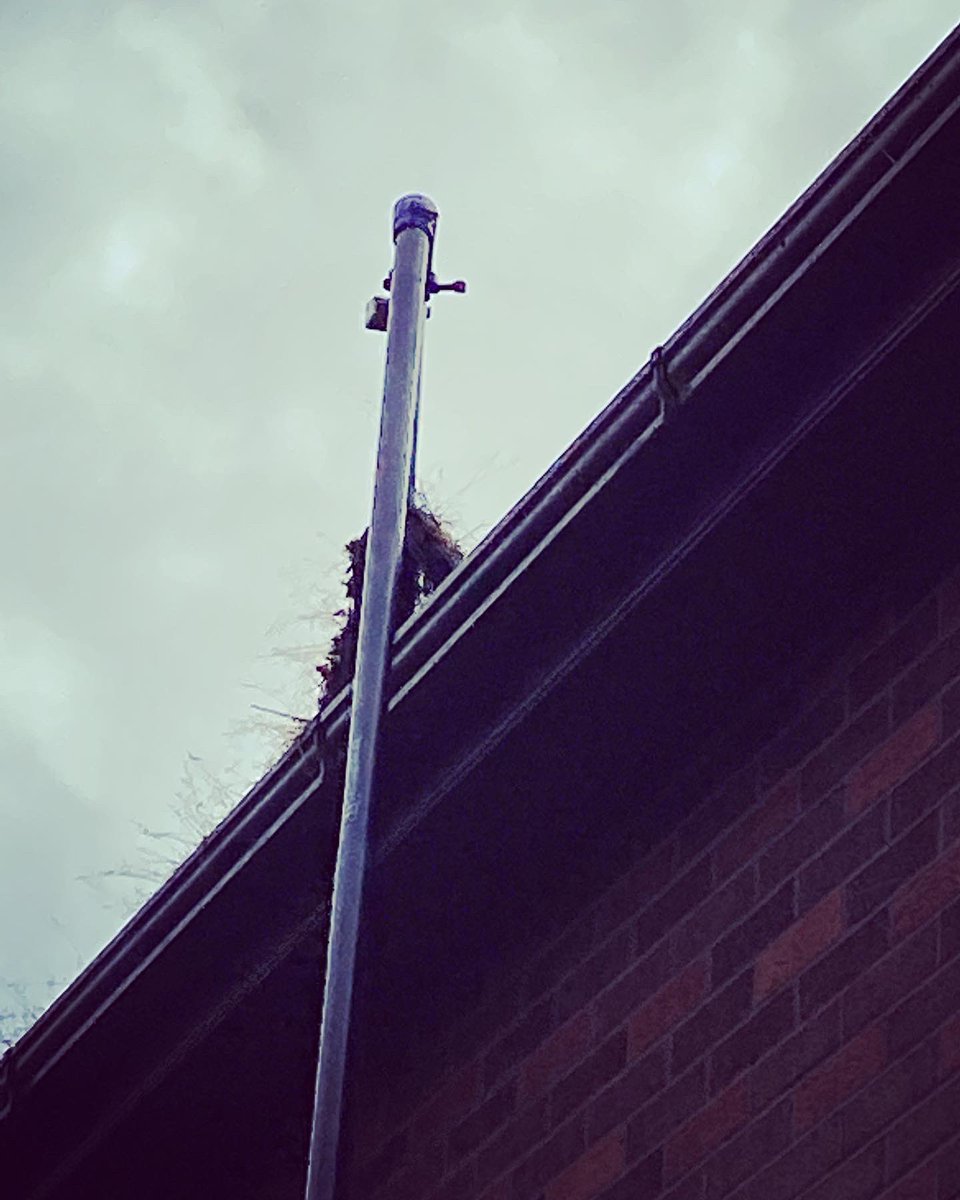 MudderGutters's tweet photo. #guttercleaningservice by #teamtmg 
We can lift any #moss buildup from #pvc or #aluminium #gutters 
.
DM📲or ☎️#calltextwhatsapp0858728177 for your #summer #clean 
.
#bestinmeath #gutterclearing #guttercleaning #gutterrepair #guttersucker #4kguttercam #waterfedpolewindowcleaning https://t.co/eSe7L4kCf9
