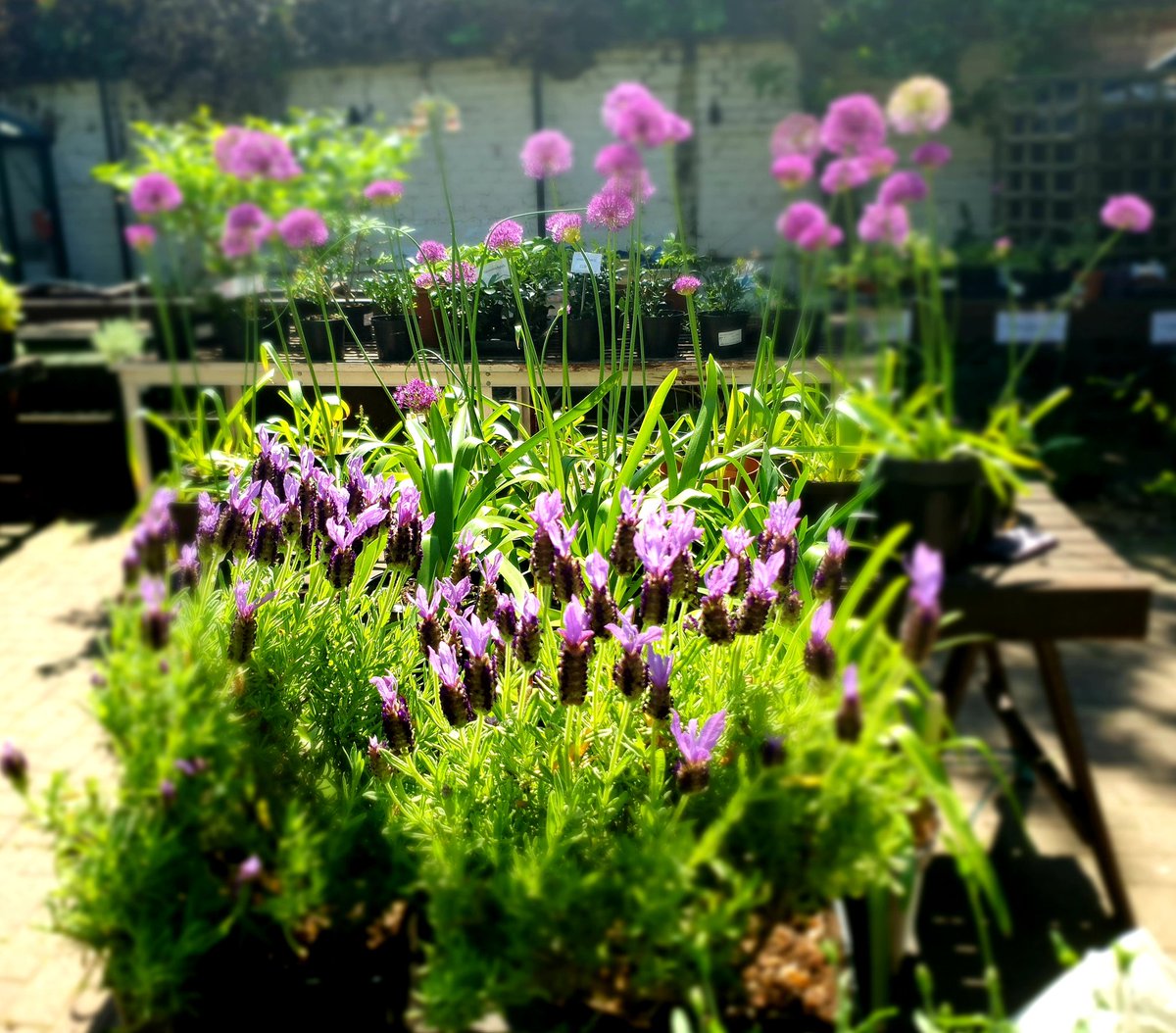 Unity Works (@unityworks_) on Twitter photo Do you have a background in horticulture and a passion for championing training & employment opportunities for people with a learning disability?
We're looking for a dynamic individual to manage
<a href="/MillLaneGarden/">Mill Lane Garden Centre</a> in West Hampstead.
Find out more: bit.ly/3QIPNGI Do you have a background in horticulture and a passion for championing training & employment opportunities for people with a learning disability?
We're looking for a dynamic individual to manage
<a href="/MillLaneGarden/">Mill Lane Garden Centre</a> in West Hampstead.
Find out more: bit.ly/3QIPNGI