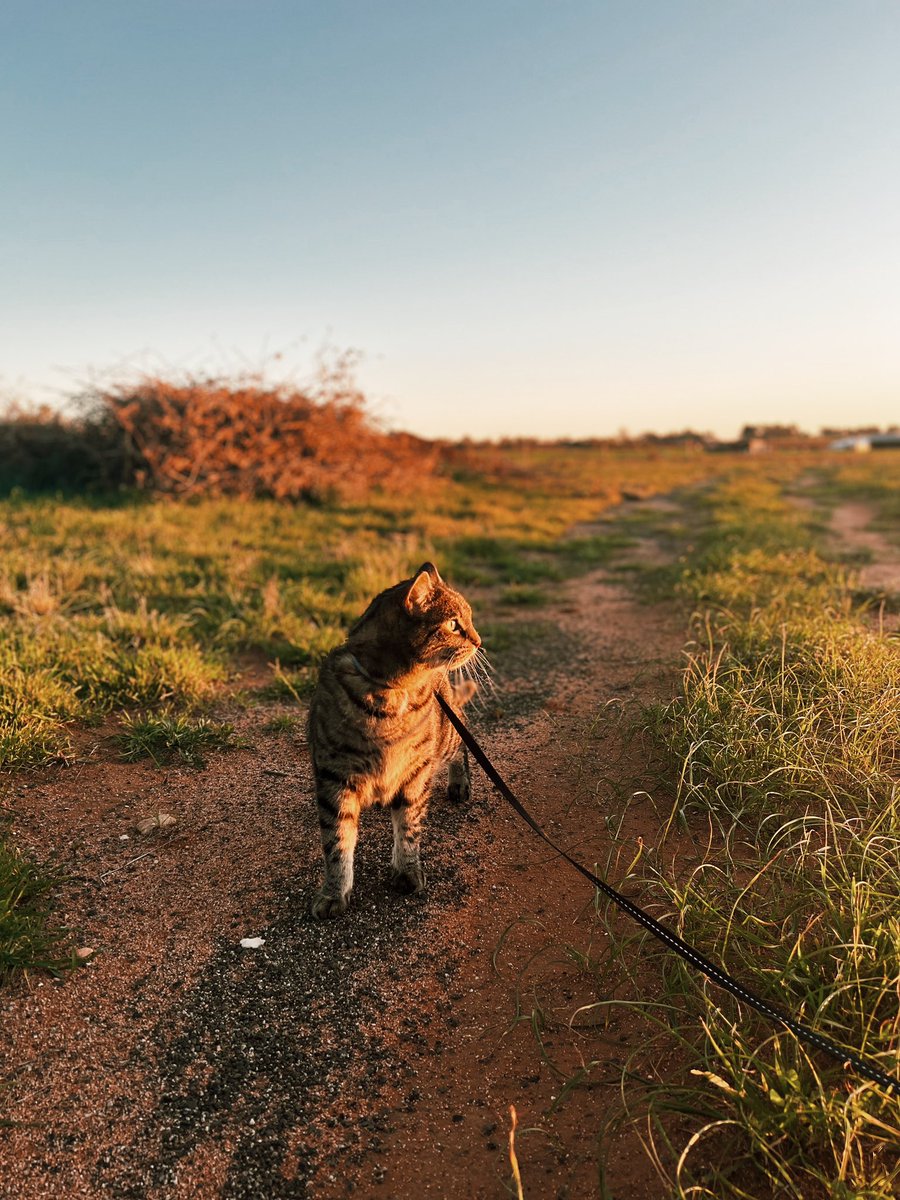 Steven Cook tweet media
