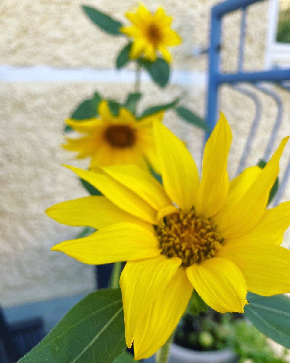 MariKarkkainen's tweet photo. Itse kasvatetut auringonkukat tuovat iloa parvekeasujalle 💛
Tiesitkö, että kyseessä on Ukrainan #kansalliskukka?
Sodan aikana kukasta on muodostunut tärkeä kansallinen #symboli ja monet ovat hiljaisena protestina lähettäneet auringonkukansiemeniä Venäjän lähetystöihin. https://t.co/8NCcsQ1NH7