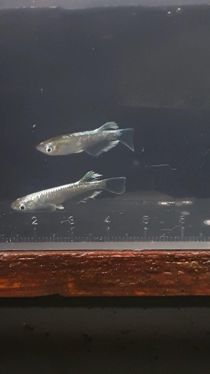 マリアージュです。
買っちゃいました。😊
#メダカ