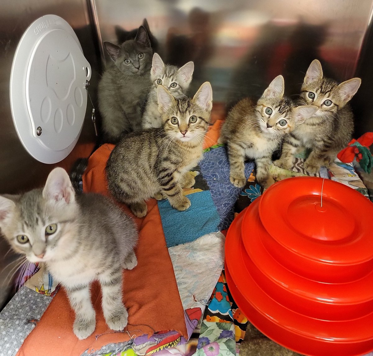 CMHSpets tweet media