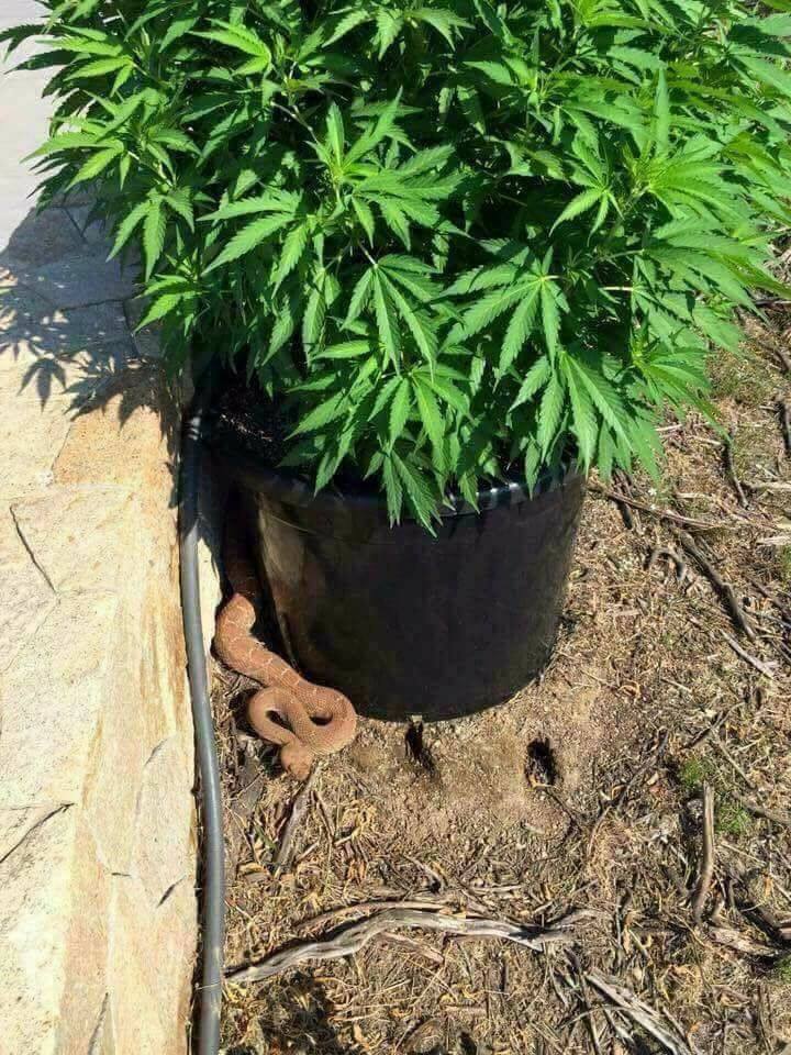 DocAtCDI's tweet image. can anyone tell me what kind of snake this is?