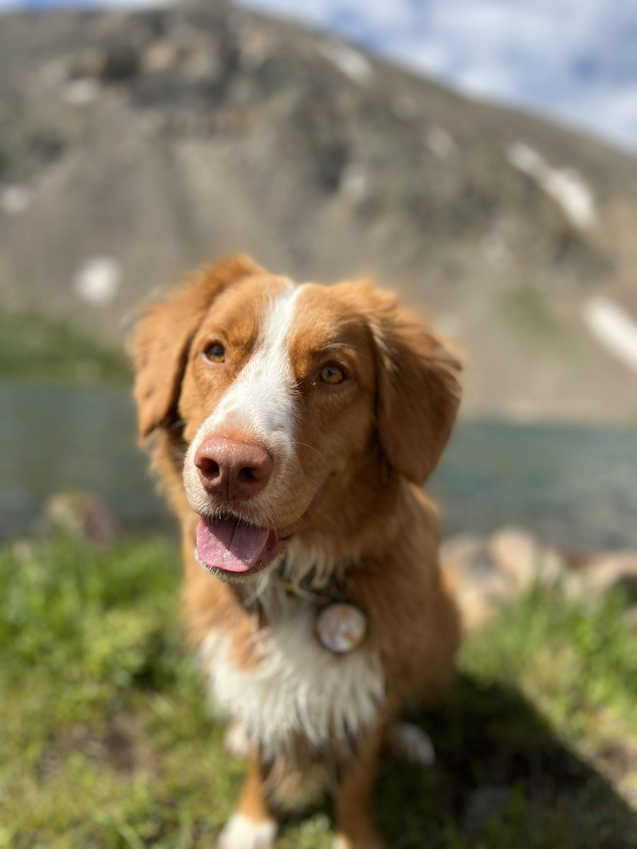 mountain_nsdtrs's tweet photo. A day up in the mountains with the best boy π₯° #tollersoftwitter #toller #nsdtr #dogsoftwitter #coloradodog https://t.co/OKmsrBMtLx