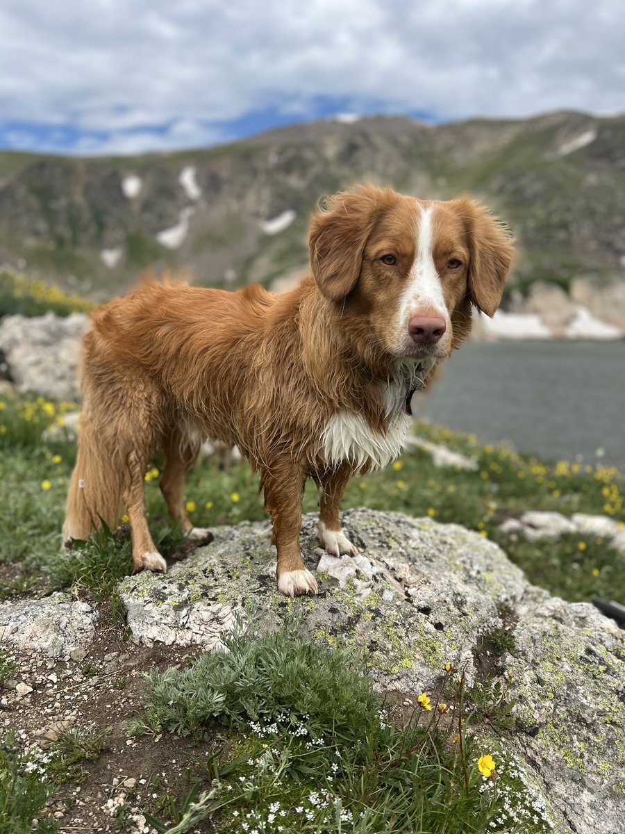 mountain_nsdtrs's tweet photo. A day up in the mountains with the best boy π₯° #tollersoftwitter #toller #nsdtr #dogsoftwitter #coloradodog https://t.co/OKmsrBMtLx