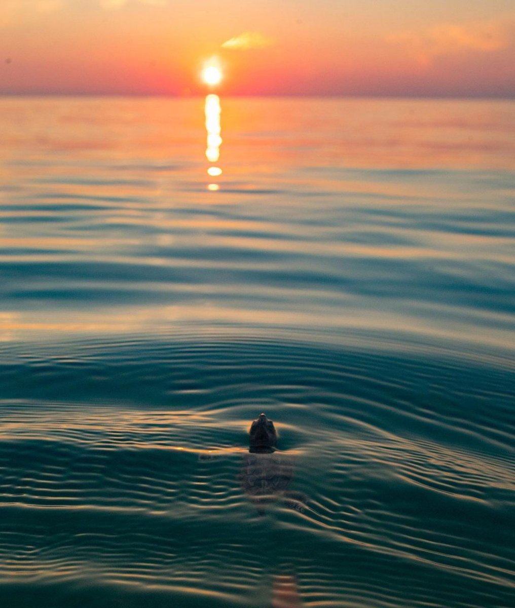 Pacsafe's tweet photo. Once a male sea turtle hatchling leaves the beach, he will spend the majority of his life at sea. Females will come ashore when they need to lay their eggs.
Photo Ben Hicks
#protectourplanet #reduceoceanplastic #turtletuesday #seaturtle #turtlefacts #cleanoceans https://t.co/agVK42k1YH