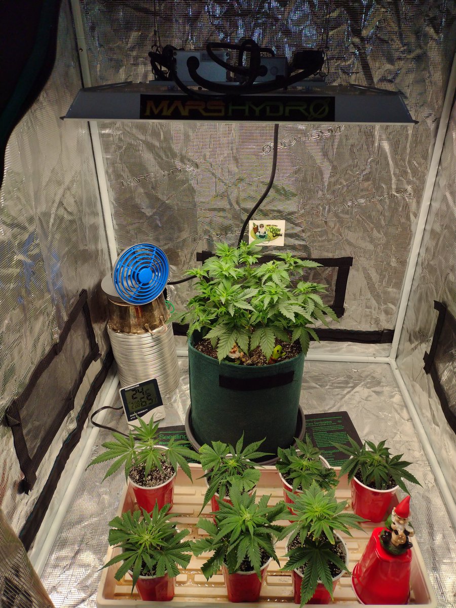 Decided that the tops I used to determine the sex should just be flowered out, so I added them to the @MarsHydroLight #TS1000 #marshydrogrowtent after I defoliated the manifolded plant
#Mmemberville #CannabisCommunity #StonerFam #growmies #cannabiscures