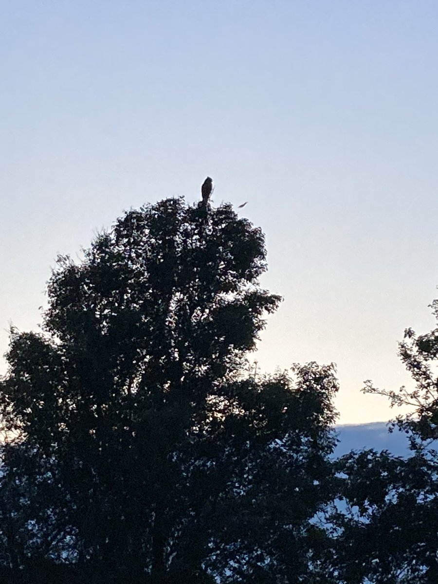 KaliMeeks4's tweet photo. Owl 🦉 https://t.co/uO13RIRTuX