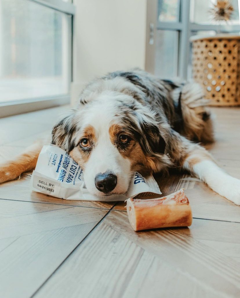 We feel you! #BarkleysBag #mondaymood #aussiedog