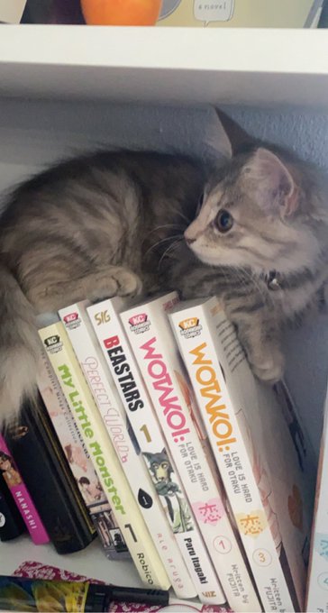 manga cat (*^&omega;^*) https://t.co/viScjqkzhV<a href="/tag/tumblr"class="tags"><span>#tumblr</span></a>