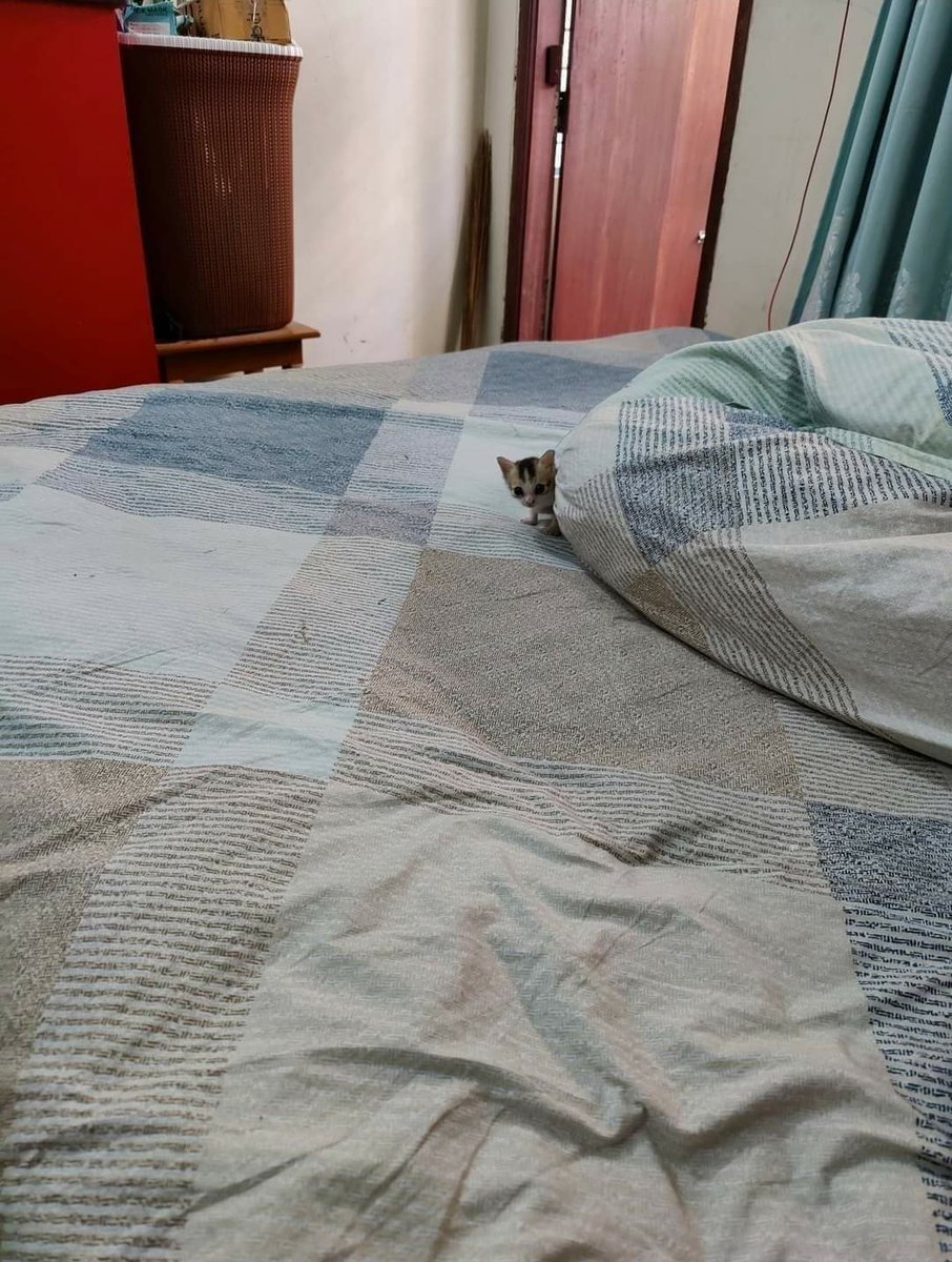 gatitos_qctd's tweet image. Me curó 🥺