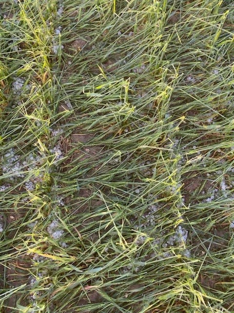 omexag's tweet photo. The white combine is wrecking havoc across the Prairies and damaging crops on its way. There is enough time in the season to help those crop recover. Talk to your local #AgRetailer or DM your #OmexRep. #HailRecovery #StressReliever #Boron https://t.co/nKd0aUO31E