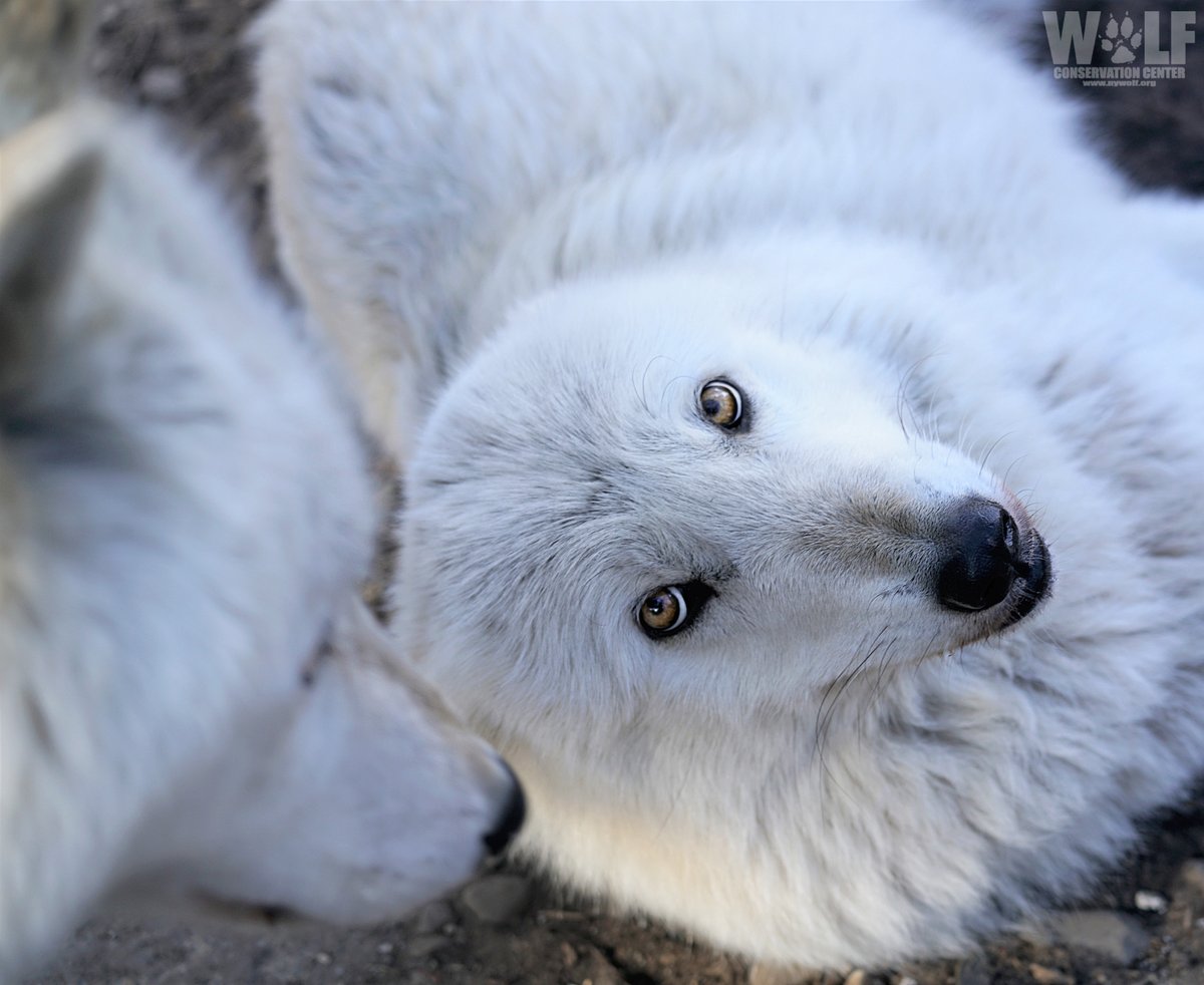 Can kindness change the world? 🐺