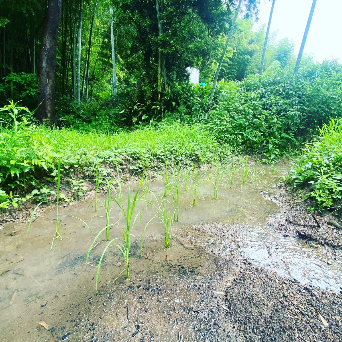 mituhanomori's tweet photo. みつはのお米ちゃん

#お米 #荒生米 #稲作 #みつはの杜 #nanointention #浜松市 #浜名湖 #水 #里山再生 #人と自然の共生 #くらしのモデルケース #自然保護区つくってます #328 https://t.co/R12cOpQK5v