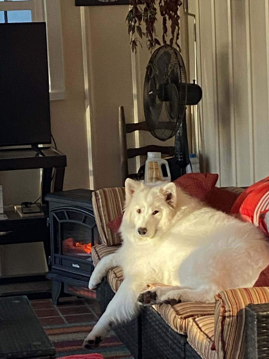 AmyFickers's tweet photo. @TheGoldenRatio4 Her name is Sylvie but we call her Side Eye Sis…and when she side eyes us we loudly say ‘Side Eye Sis strikes again’ https://t.co/HyxJPAxnFT