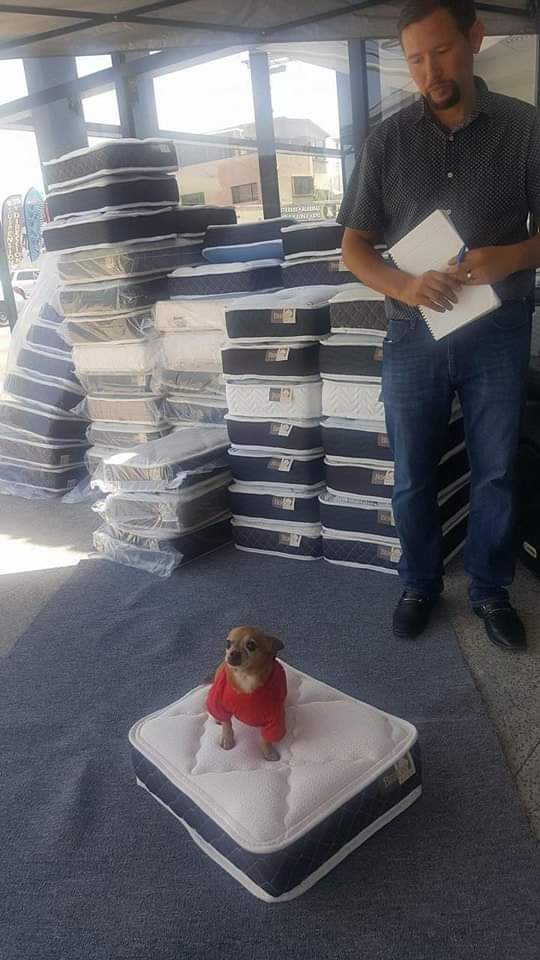 perros_shidoris's tweet photo. Ándale cómprame este, además está en 36 meses sin intereses. 🐶 https://t.co/5haFq9XKa5