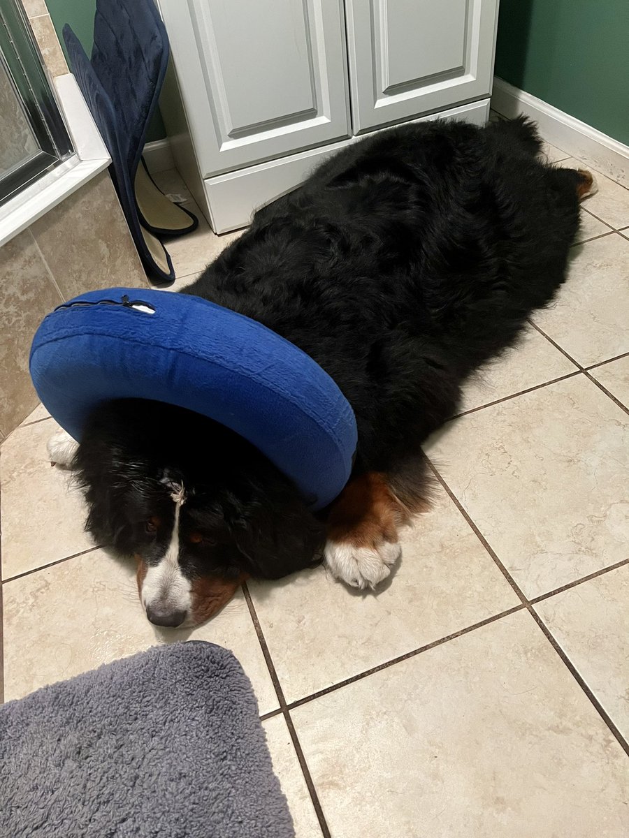 The hardest part of my baby boy having a hot spot on his head is I can’t kiss him or scratch the top of his head as i would 😔😊 so I’m kissing his snoot, ears and paws more 😘 #lovemyboy #bernesemountaindog #dogsoftwitter #dogsarefamily