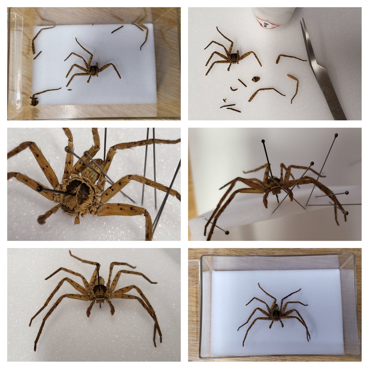 Here's a before, during, and after of a spider from the education handling collection getting some much needed TLC 🕷😀