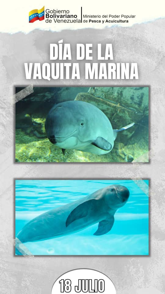 Cada 18 de Julio se celebra el Día Internacional de la Vaquita Marina, proclamado por el Programa de las Naciones Unidas para el Medioambiente, con el fin de crear conciencia sobre este mamífero marino en peligro crítico de extinción ¡Cuidemos nuestras especies marinas!