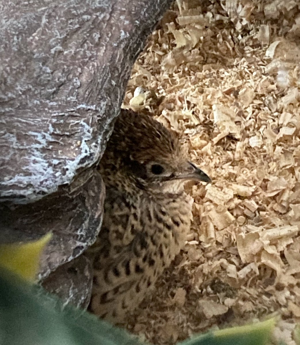 The tinest and most precious troll under the bridge. 🤎 #bird #birds #birdlover #quail #birdwatching #birdphotography