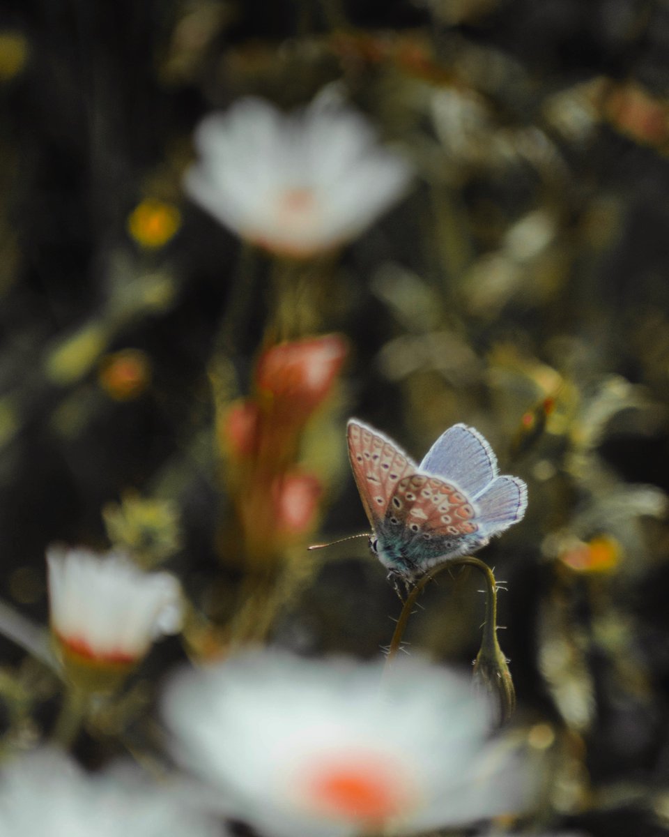 SCaveHumanities's tweet photo. @CarlBovisNature @DrAmirKhanGP @savebutterflies @DeborahMeaden @reallorraine @ChrisGPackham @MeganMcCubbin @HannahStitfall @Lucy_Lapwing @MartinHGames @sophiepavs 🦋 #ButterflyCount 🦋 https://t.co/F4j2TFJXA9